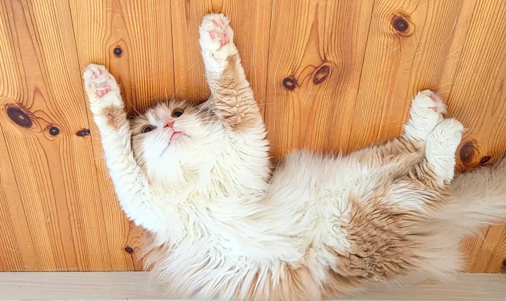 愛猫
猫
サイベリアン
猫アレルギー
ノルウェージャンフォレストキャット

