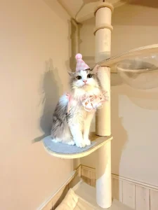 愛猫 猫 サイベリアン 猫アレルギー ノルウェージャンフォレストキャット