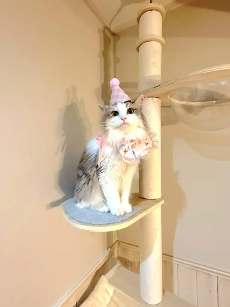 愛猫 猫 サイベリアン 猫アレルギー ノルウェージャンフォレストキャット