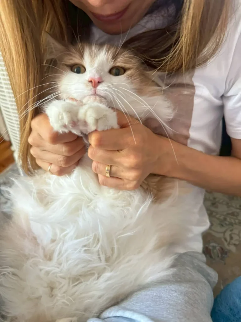 愛猫
猫
サイベリアン
猫アレルギー
ノルウェージャンフォレストキャット
